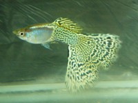 Guppy Metal Snakeskin Yellow - Trio